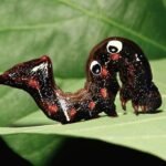 foto de um animal com postura estranha