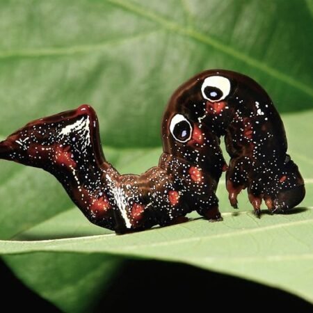 Animais com posturas esquisitas: quando a natureza desafia a lógica