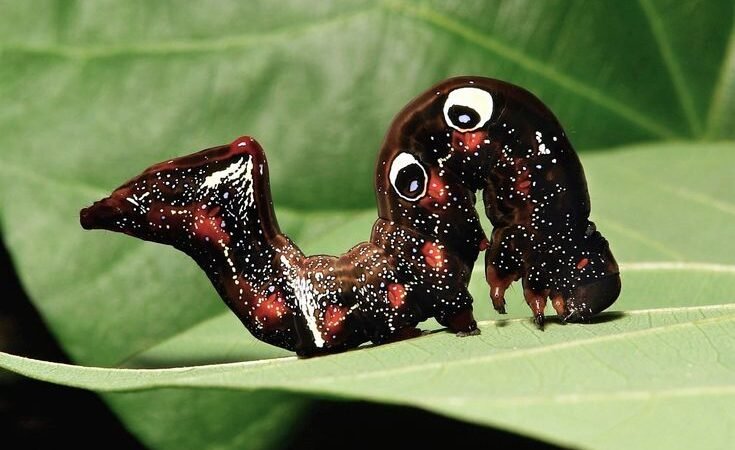 Animais com posturas esquisitas: quando a natureza desafia a lógica