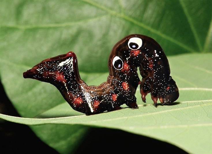 foto de um animal com postura estranha