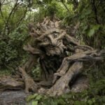 foto de uma arvore com formato de humano